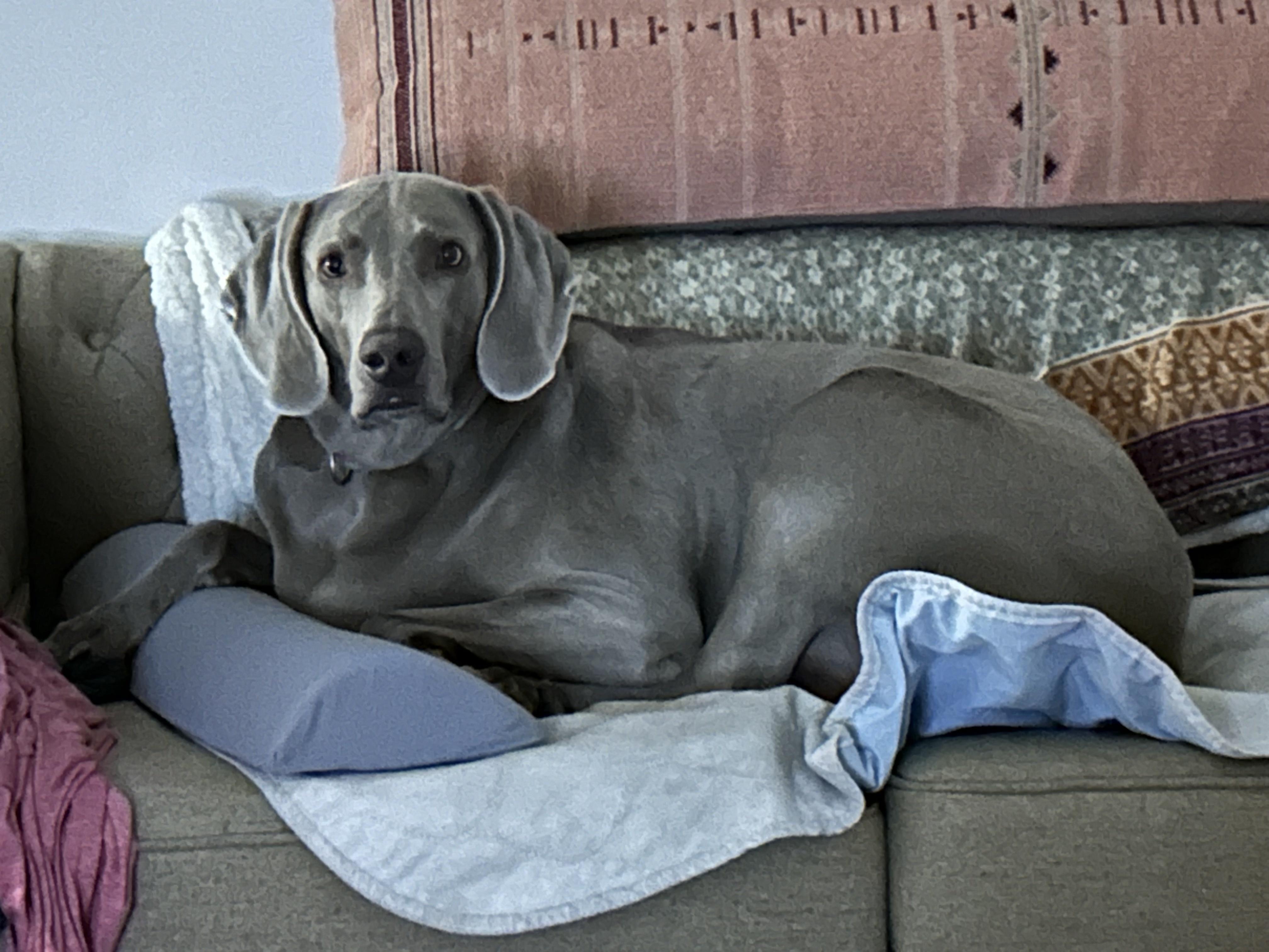 Bentley, an adoptable Weimaraner in Mint Hill, NC, 28227 | Photo Image 1