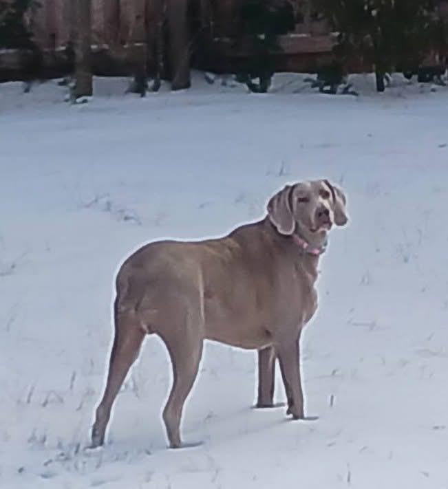 Bentley, an adoptable Weimaraner in Mint Hill, NC, 28227 | Photo Image 2