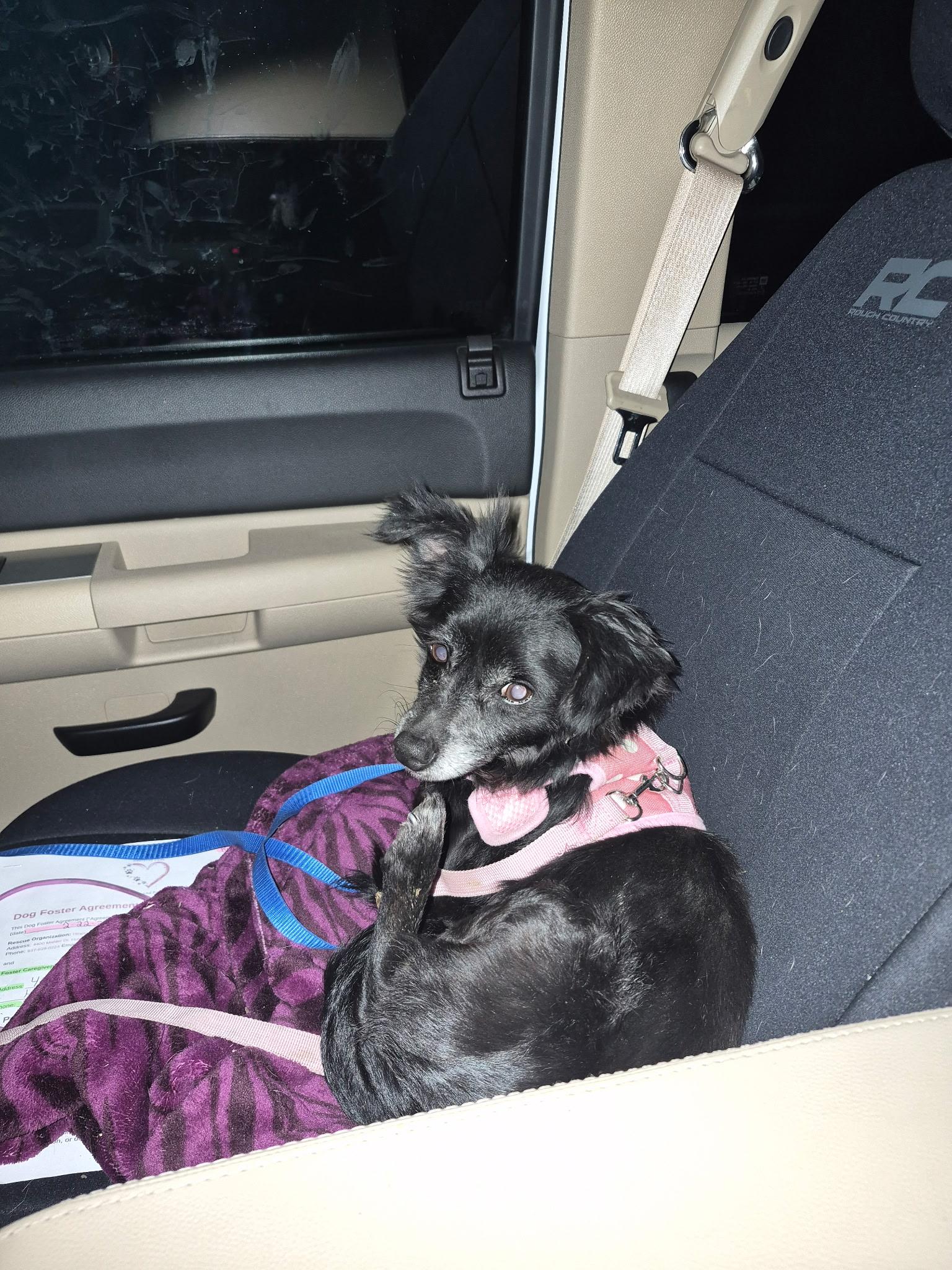 Alex, adopted, Adult Male Chihuahua & Pomeranian.