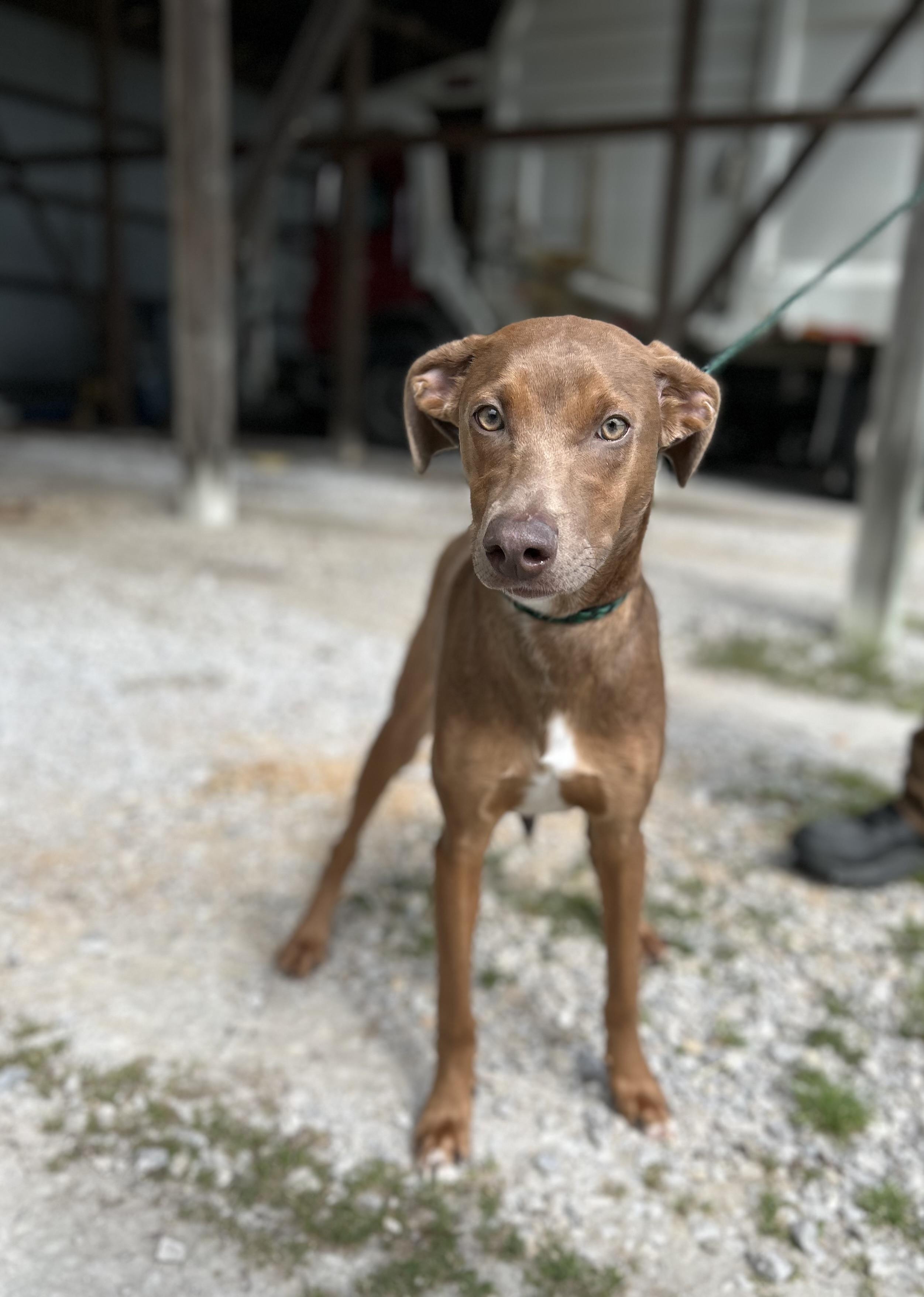 Enlarge Taylor, a ADOPTABLE mixed breed in Manchester, TN image 3/6