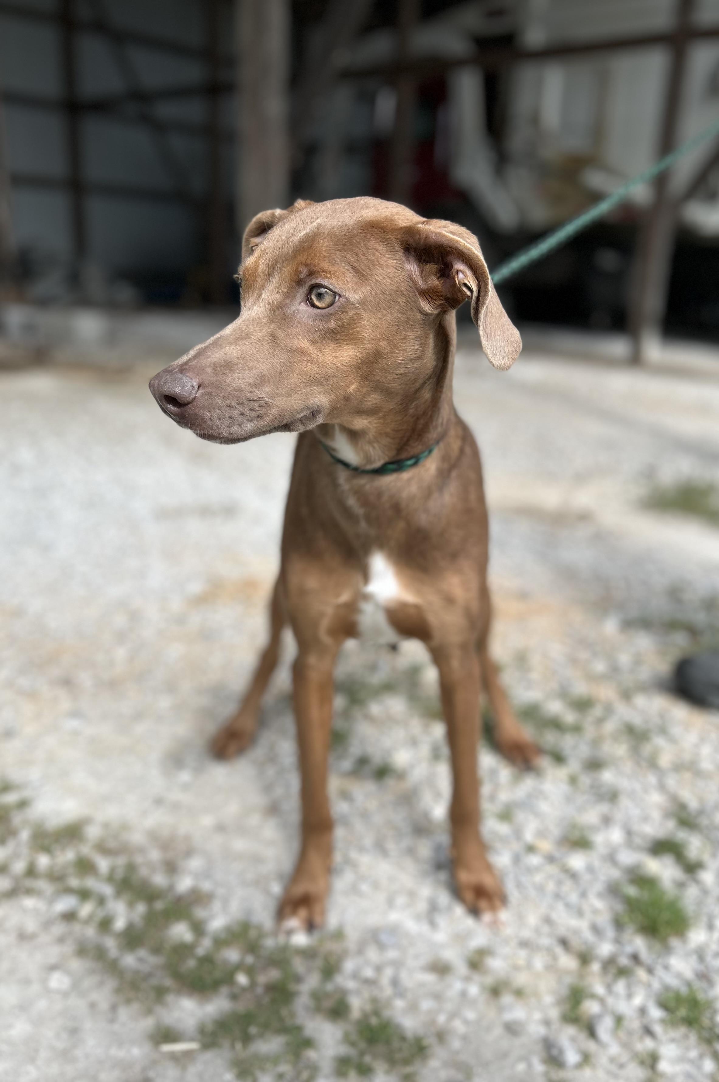 Enlarge Taylor, a ADOPTABLE mixed breed in Manchester, TN image 6/6