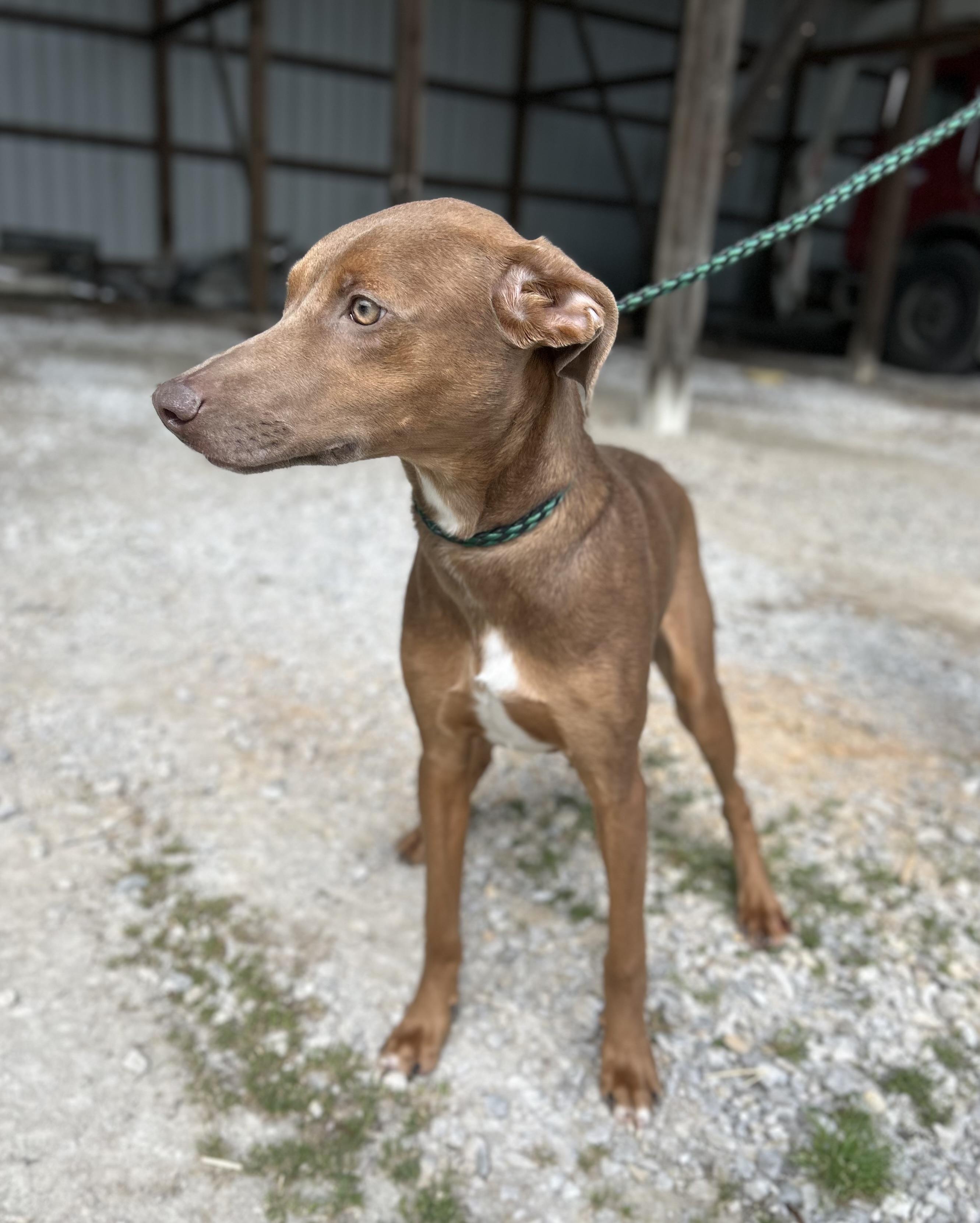 Enlarge Taylor, a ADOPTABLE mixed breed in Manchester, TN image 4/6