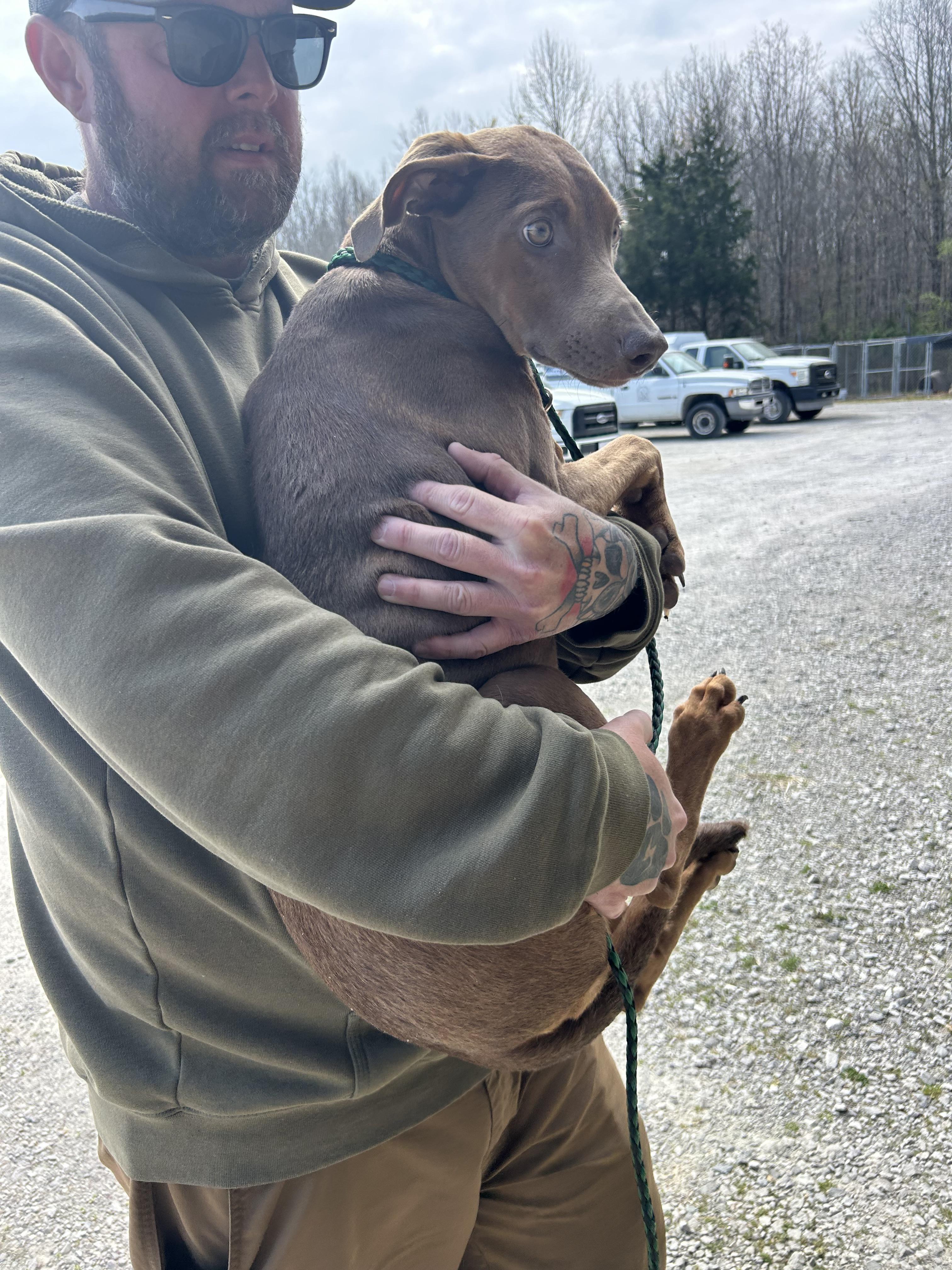 Enlarge Taylor, a ADOPTABLE mixed breed in Manchester, TN image 5/6