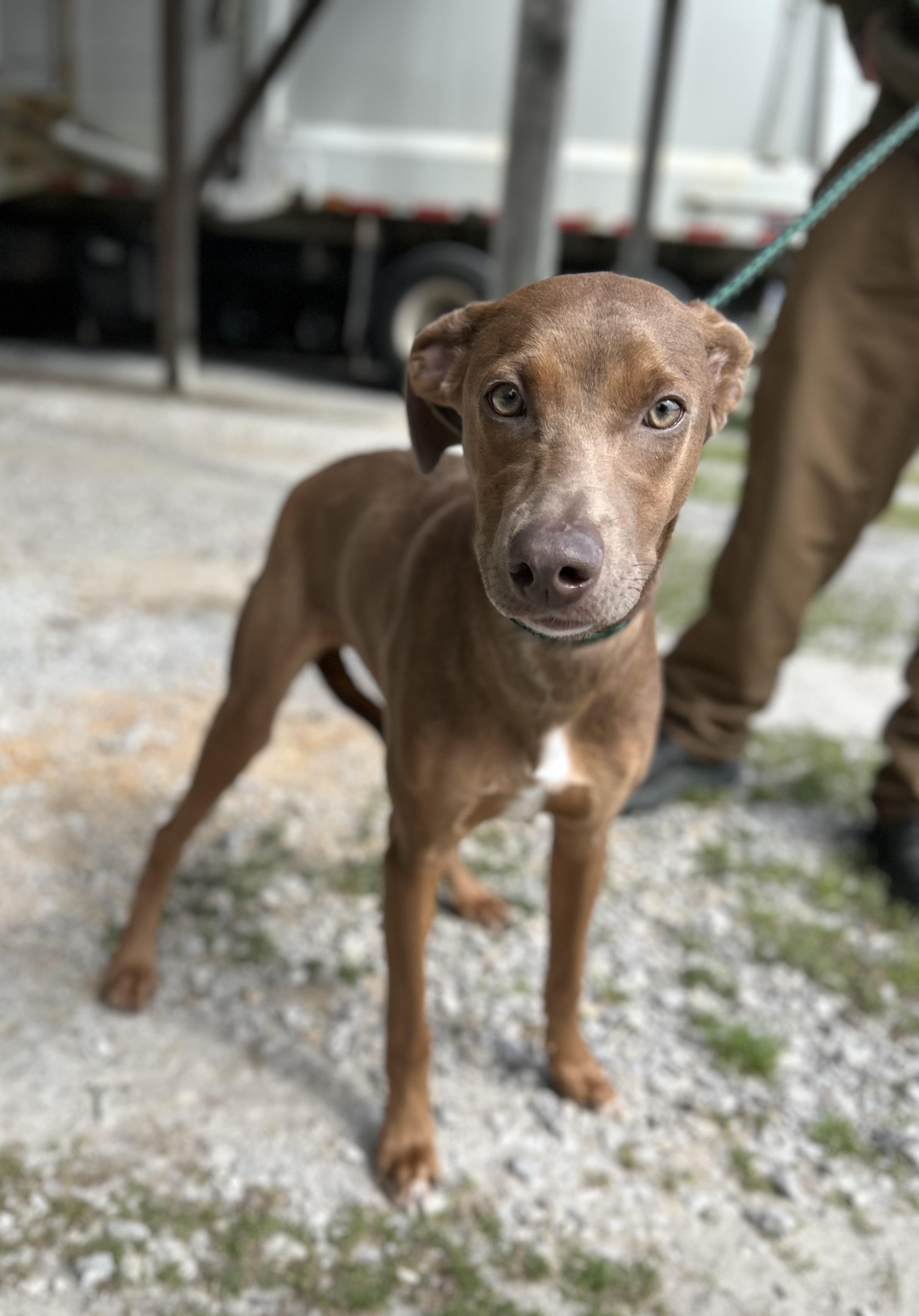 Enlarge Taylor, a ADOPTABLE mixed breed in Manchester, TN image 1/6