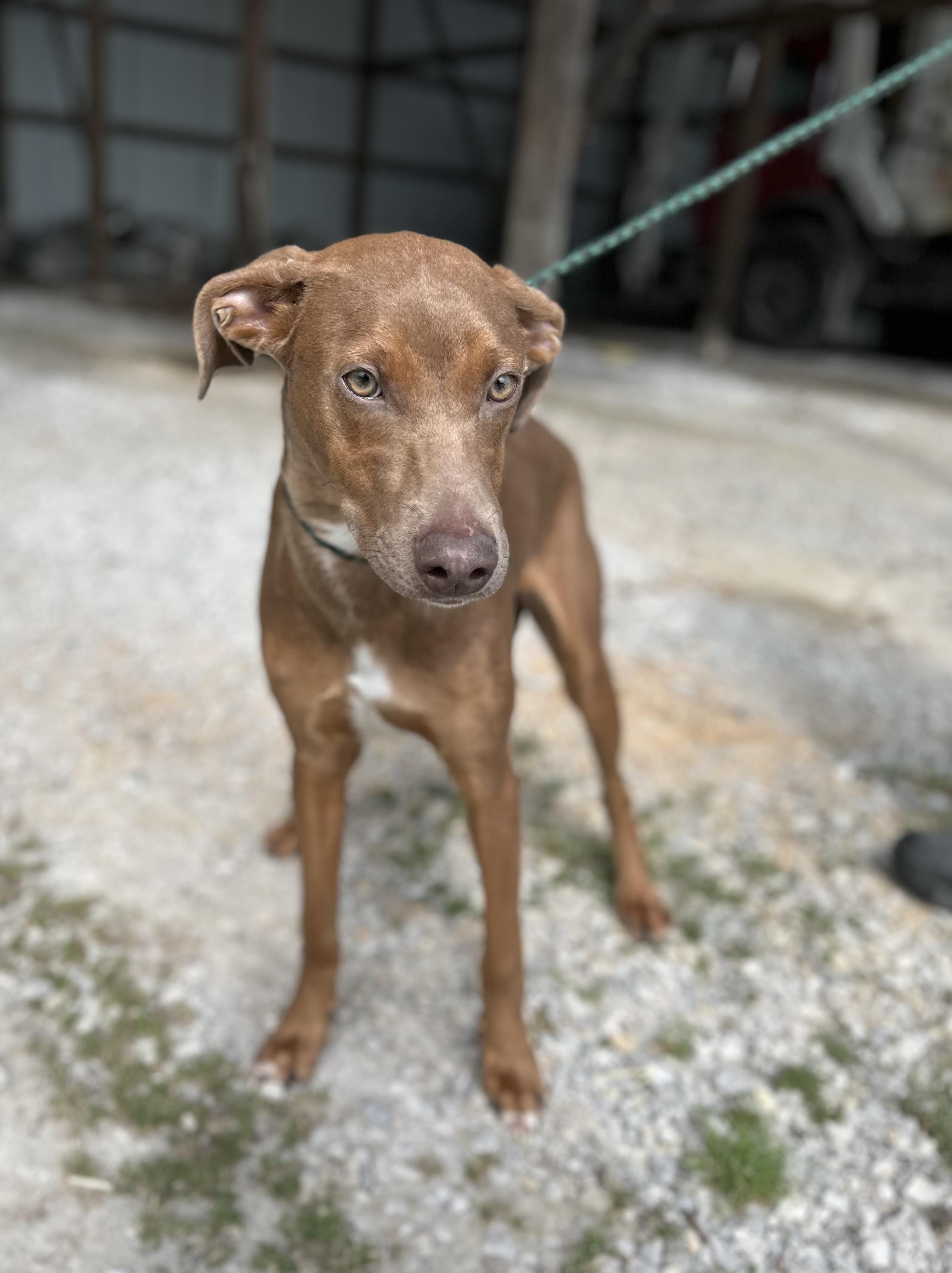 Enlarge Taylor, a ADOPTABLE mixed breed in Manchester, TN image 2/6