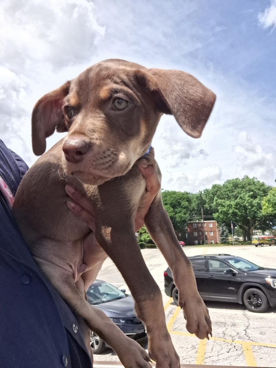 Enlarge Sprout, an adoptable mixed breed in Parma, OH image 1/1