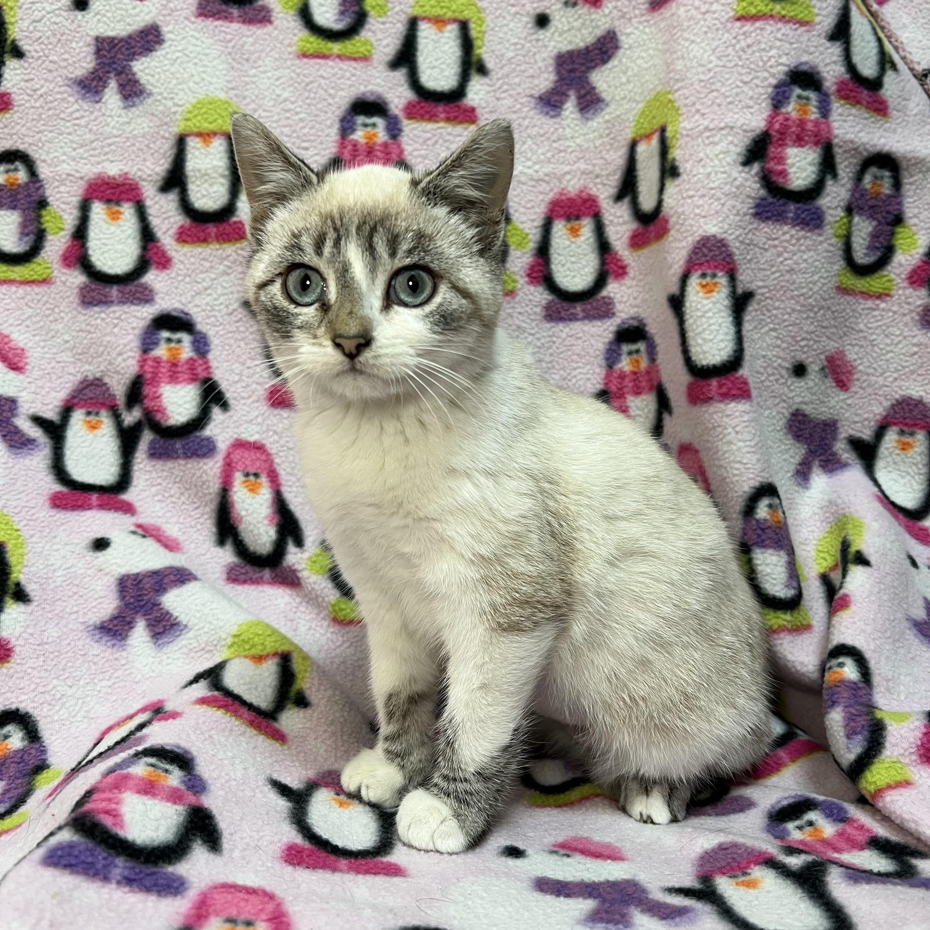 Mosaic, adopted, Kitten Female Domestic Short Hair.