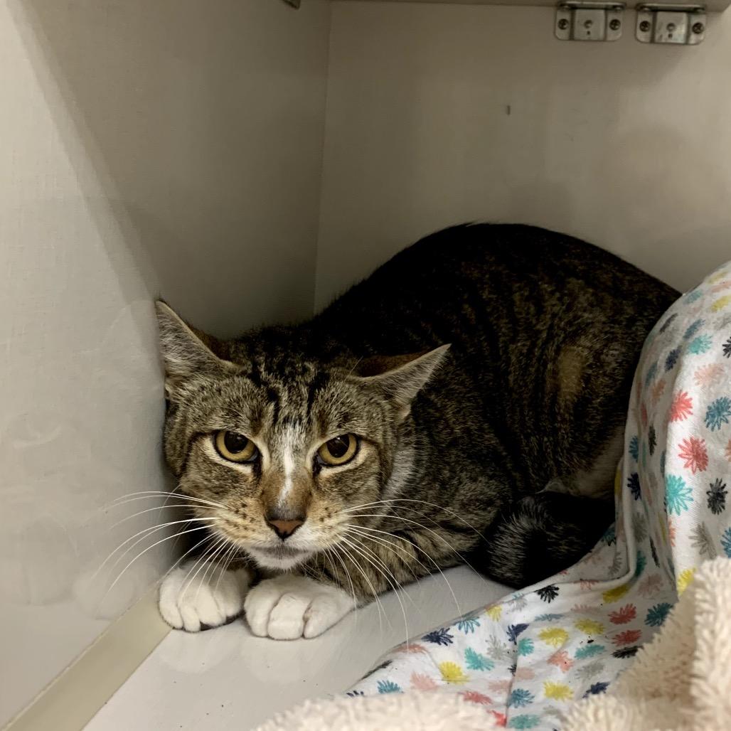 Enlarge Farrah, a Adoptable Domestic Short Hair in Redwood City, CA image 1/1