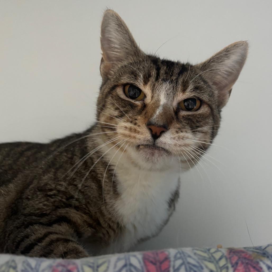 Farrah, a Adoptable Domestic Short Hair in Redwood City, CA image 2/2