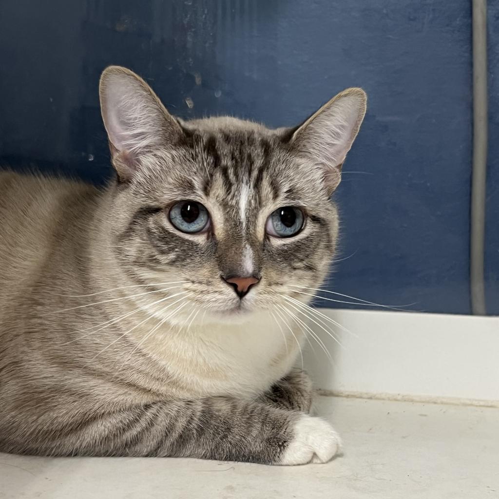 George Gonzola BAC 0420, Adoptable, Adult Male Domestic Short Hair.