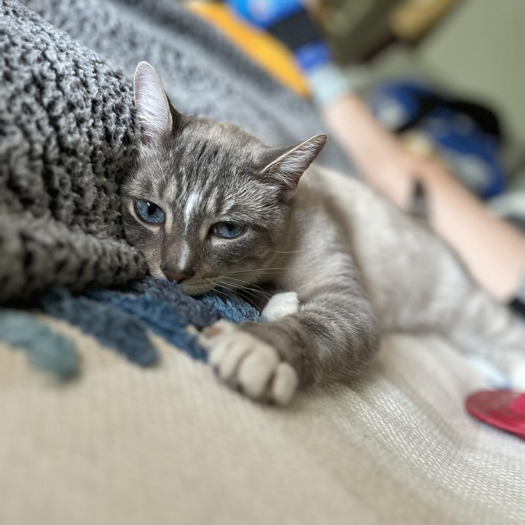 George Gonzola BAC 0420, a Adoptable Domestic Short Hair in Westport, CT image 2/6