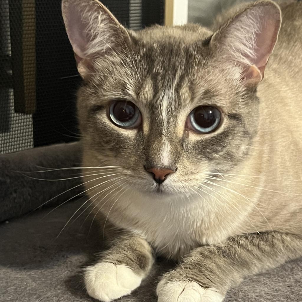 George Gonzola BAC 0420, a Adoptable Domestic Short Hair in Westport, CT image 3/6