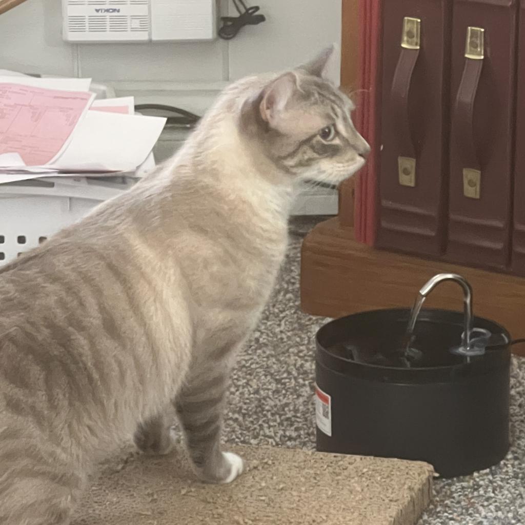 George Gonzola BAC 0420, a Adoptable Domestic Short Hair in Westport, CT image 4/6