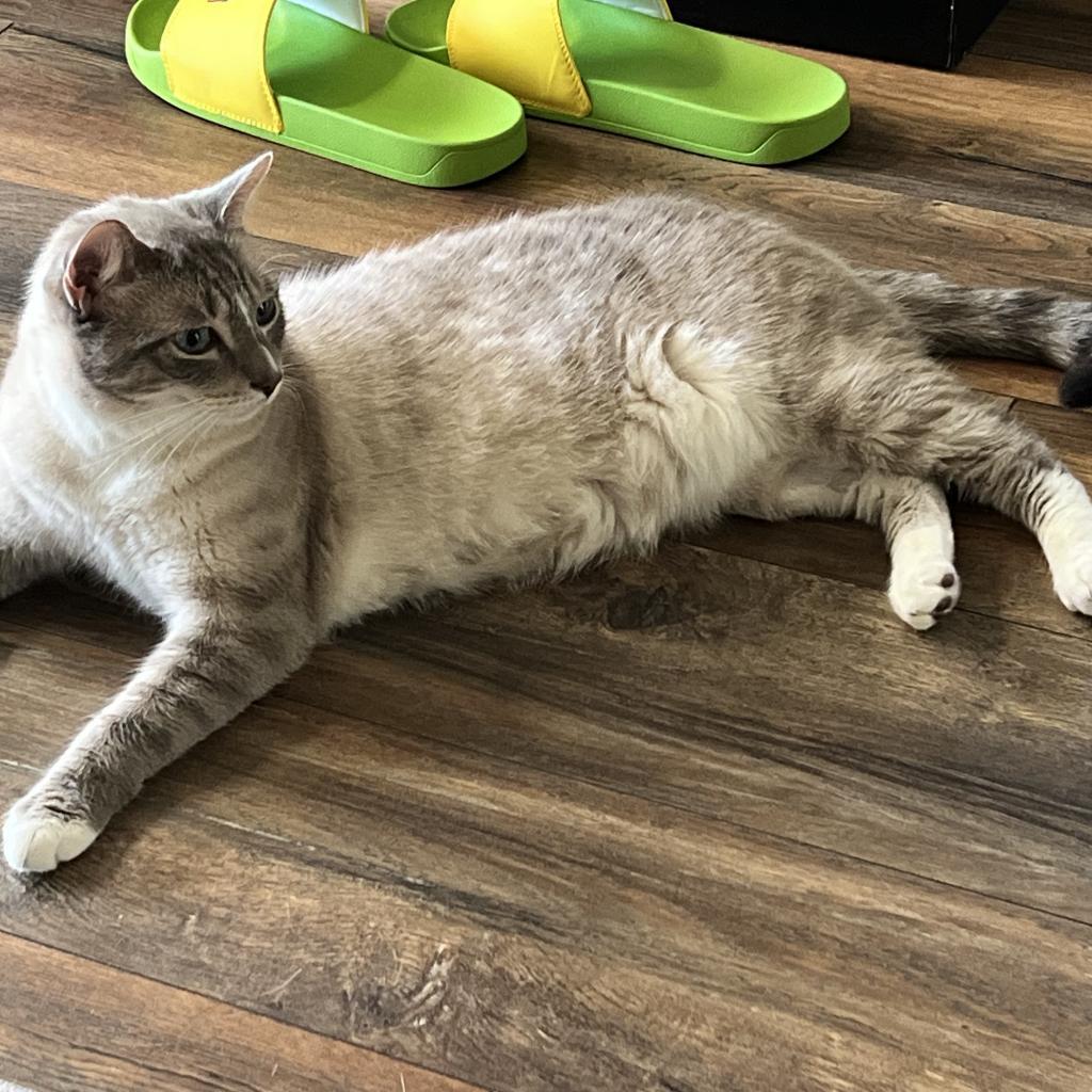 George Gonzola BAC 0420, a Adoptable Domestic Short Hair in Westport, CT image 5/6