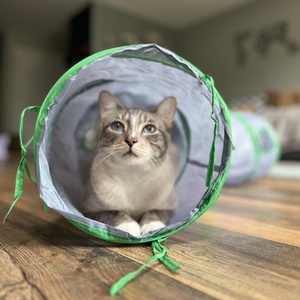 Enlarge George Gonzola BAC 0420, a Adoptable Domestic Short Hair in Westport, CT image 5/6