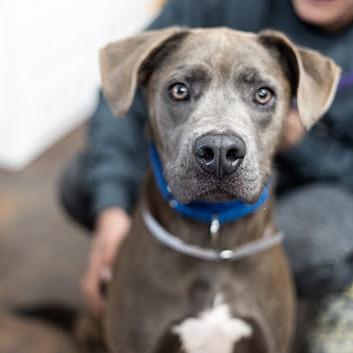 Hemingway, Adoptable, Adult Male Pit Bull Terrier & Mixed Breed.