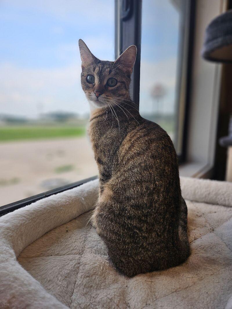 Paisley, a Adoptable Domestic Short Hair in Yankton, SD image 1/5