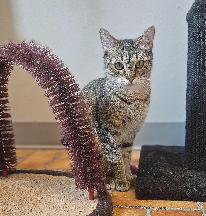 Paisley, a Adoptable Domestic Short Hair in Yankton, SD image 2/5