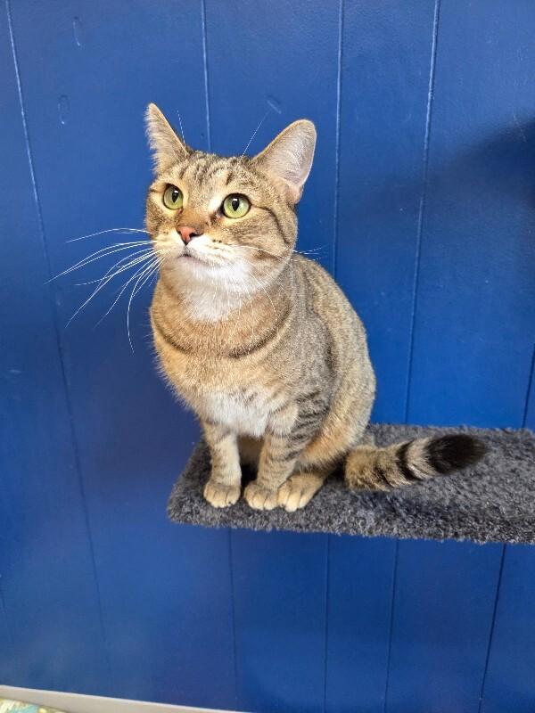 Paisley, a Adoptable Domestic Short Hair in Yankton, SD image 3/5