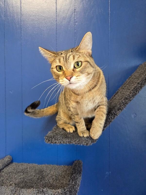 Paisley, a Adoptable Domestic Short Hair in Yankton, SD image 4/5