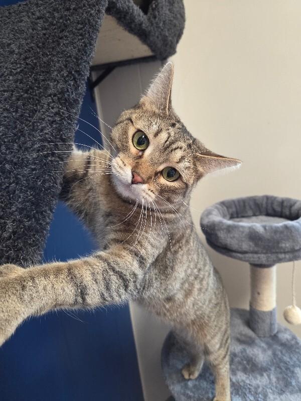 Paisley, a Adoptable Domestic Short Hair in Yankton, SD image 5/5