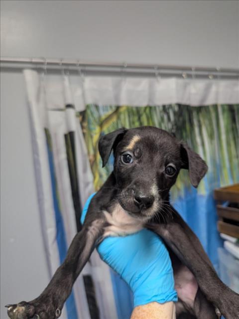 DRAX, Adoptable, Adult Male Chihuahua & Mixed Breed.