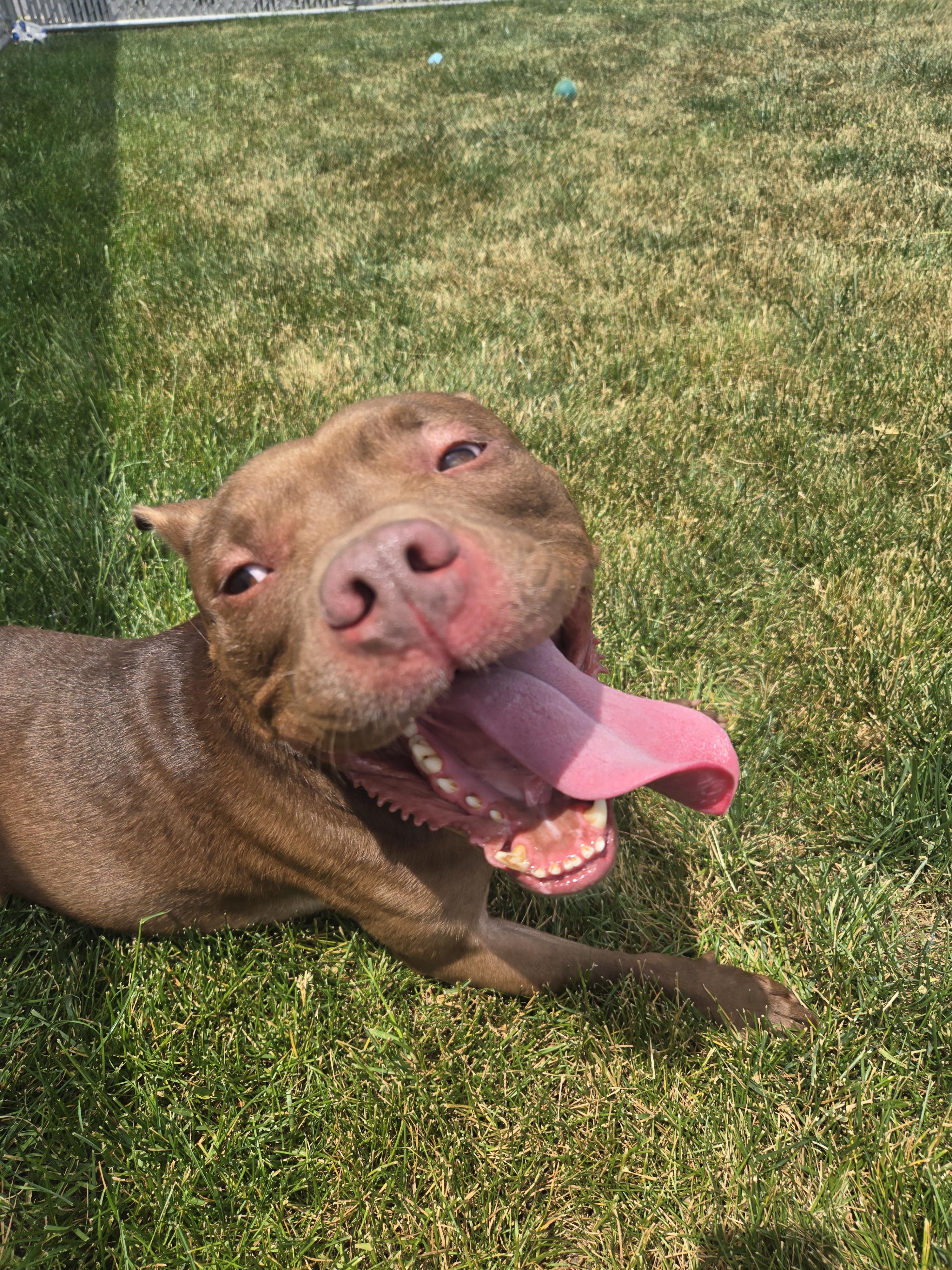 Buddha, a Adoptable Terrier in Joliet, IL image 4/4