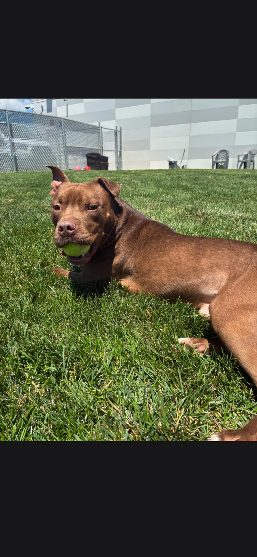 Buddha, Adoptable, Adult Male Terrier.