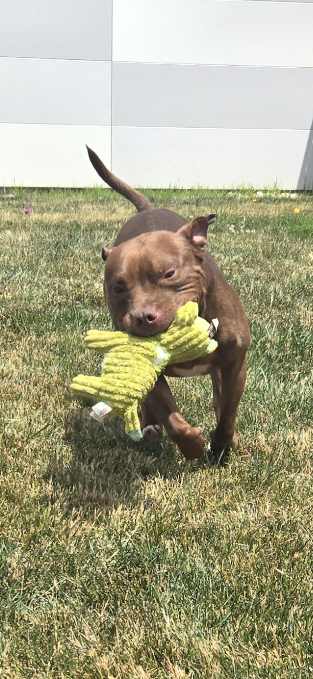 Buddha, a Adoptable Terrier in Joliet, IL image 2/4