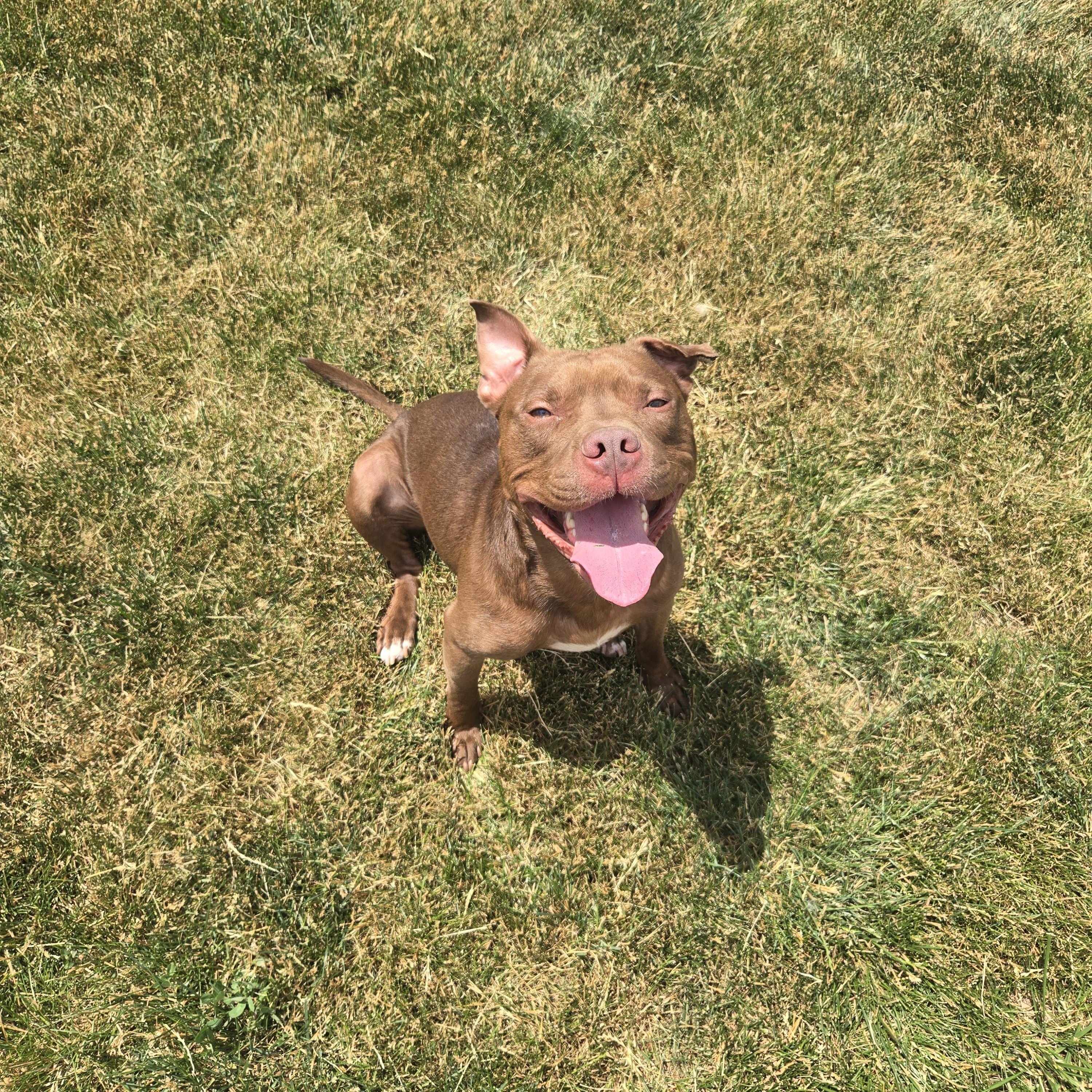 Buddha, Adoptable, Adult Male Terrier.