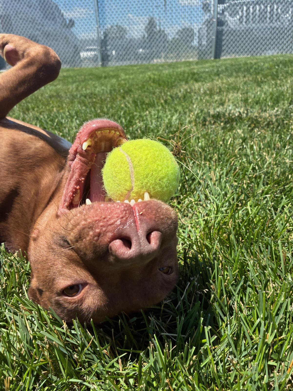 Enlarge Buddha, a Adoptable Terrier in Joliet, IL image 2/6