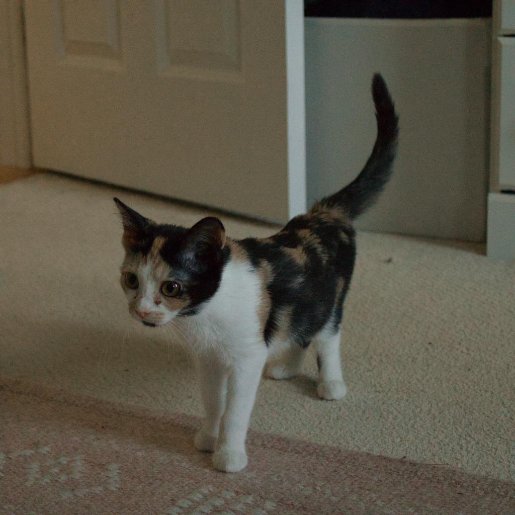 GiGi (Kagome), Adoptable, Kitten Female Domestic Short Hair.