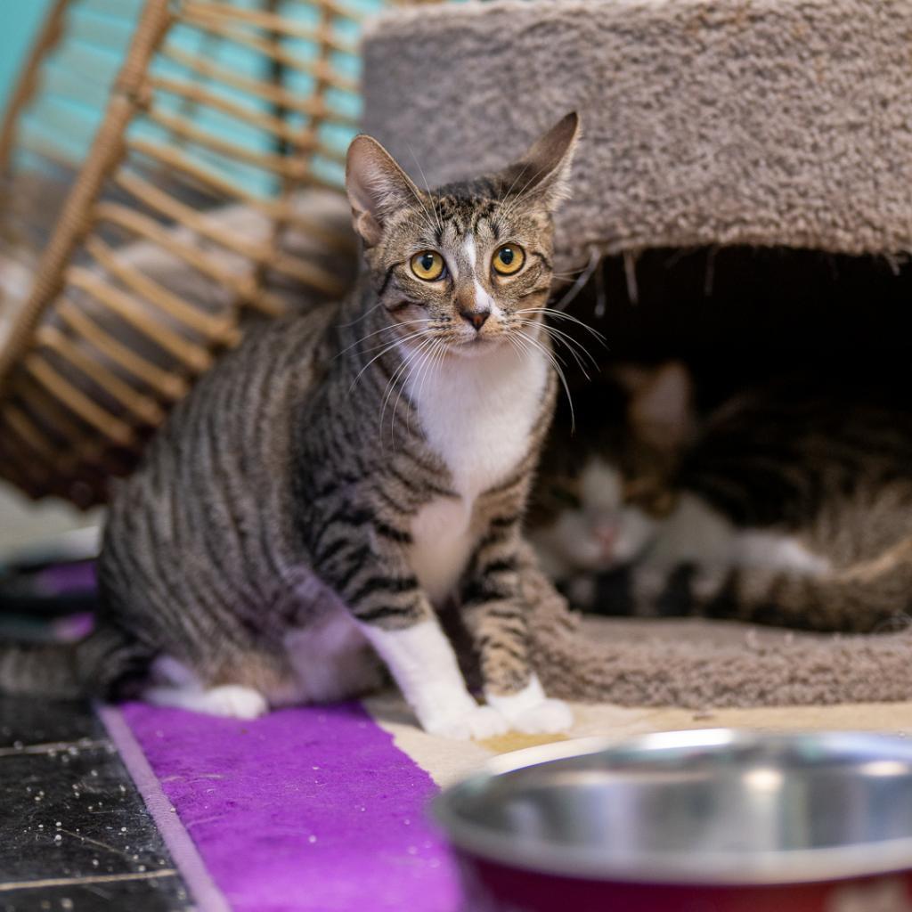 Enlarge Peep, a Adoptable Domestic Short Hair in Wahiawa, HI image 1/1