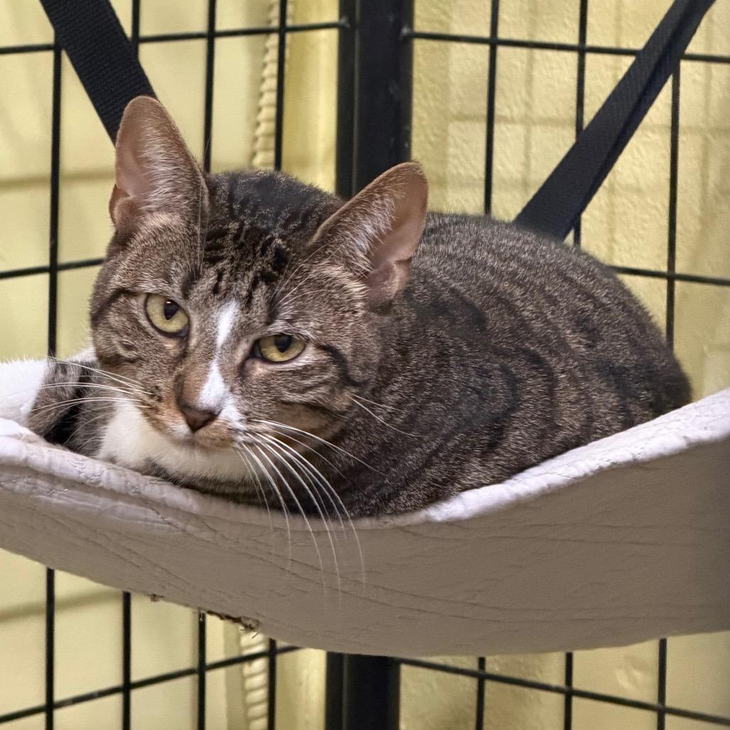 Enlarge Peep, a Adoptable Domestic Short Hair in Wahiawa, HI image 2/2
