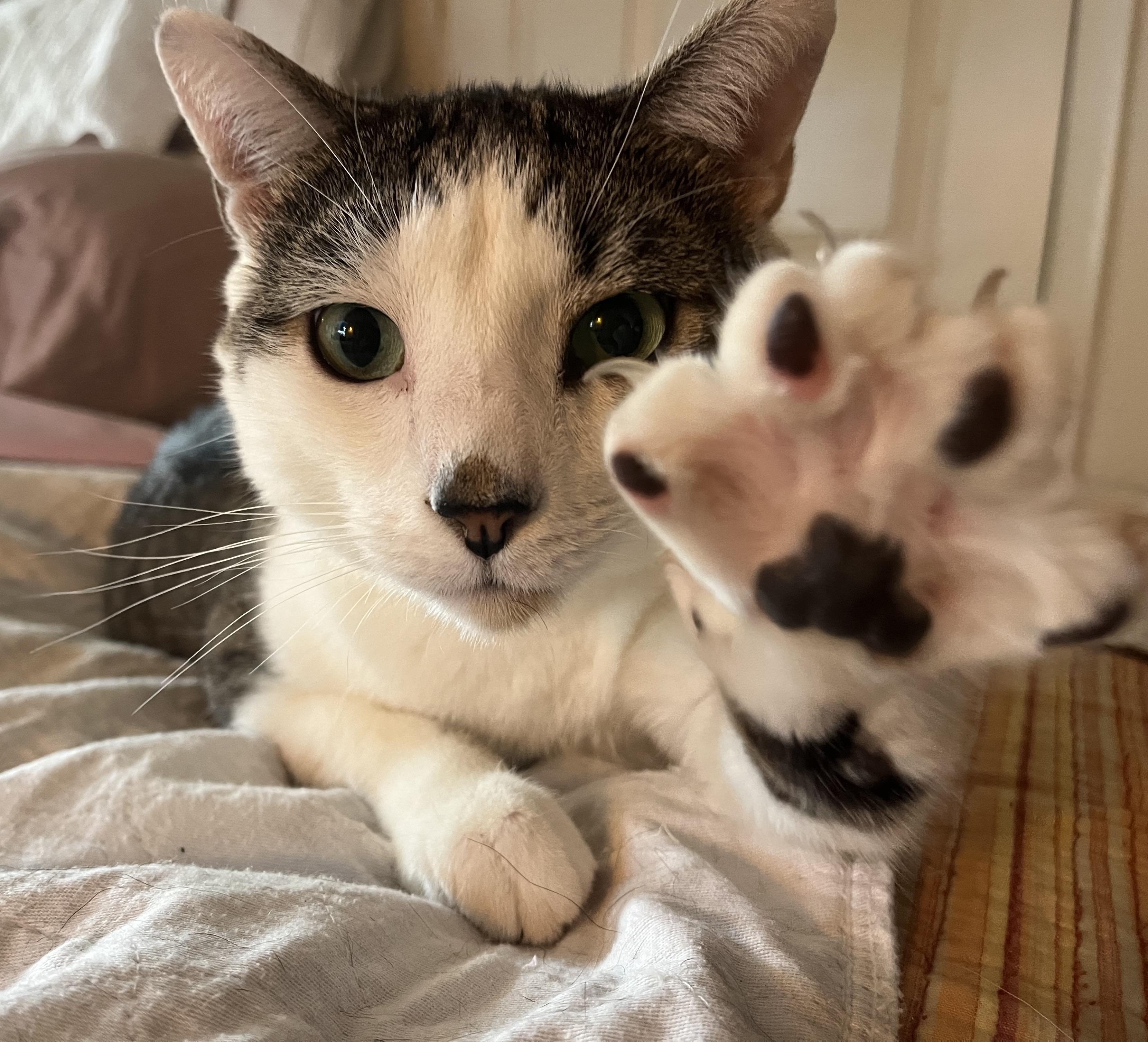 Enlarge Trevor, a Adoptable Domestic Short Hair in Frederick, MD image 1/5