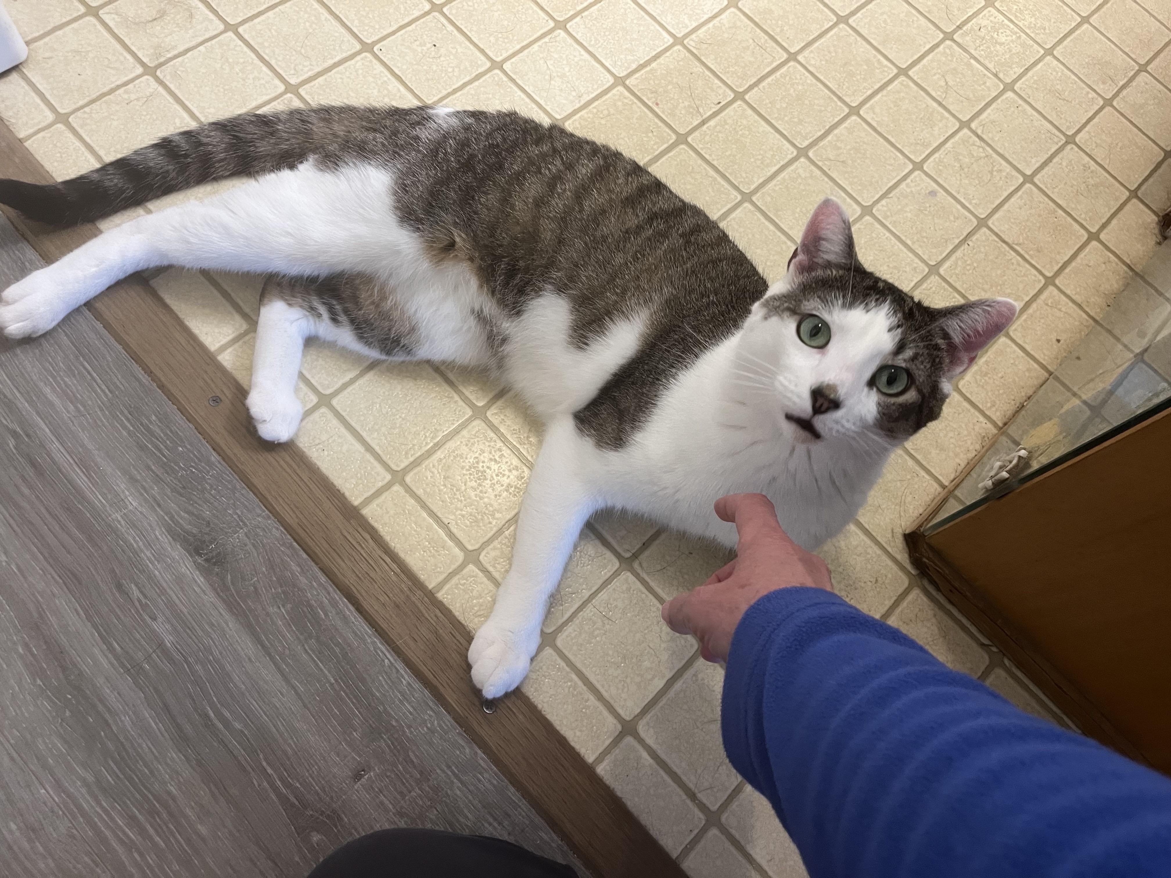Enlarge Trevor, a Adoptable Domestic Short Hair in Frederick, MD image 3/5