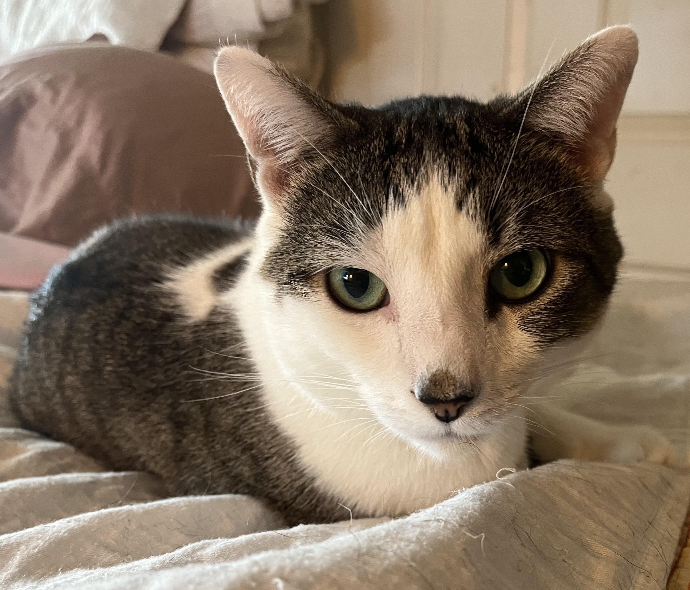 Enlarge Trevor, a Adoptable Domestic Short Hair in Frederick, MD image 2/5