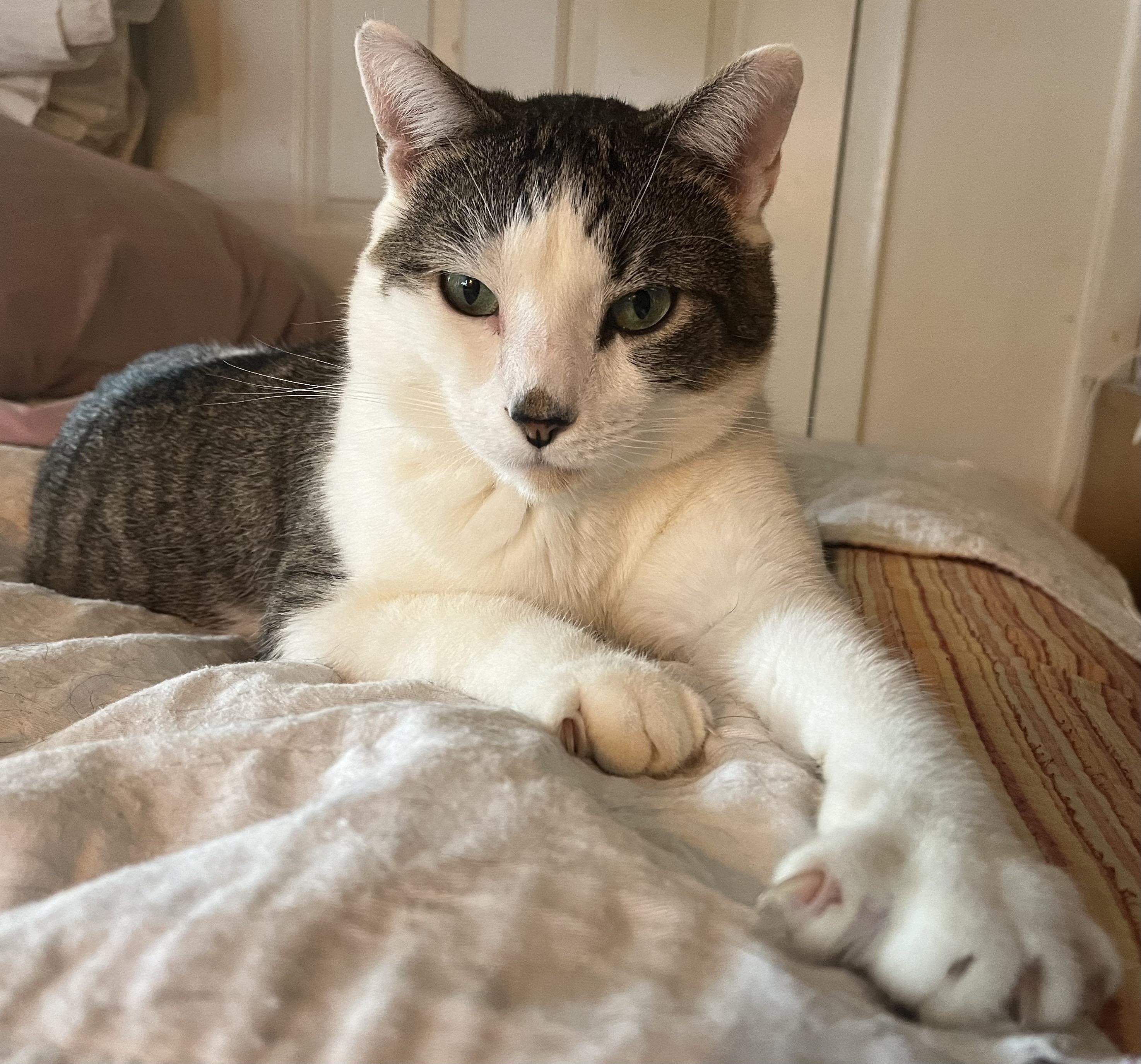 Enlarge Trevor, a Adoptable Domestic Short Hair in Frederick, MD image 4/5