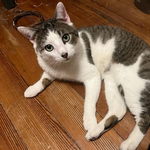 Enlarge Trevor, a Adoptable Domestic Short Hair in Frederick, MD image 5/5