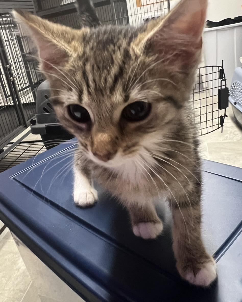Maisey, an adopted Tabby in Richmond Dale, OH image 3/4