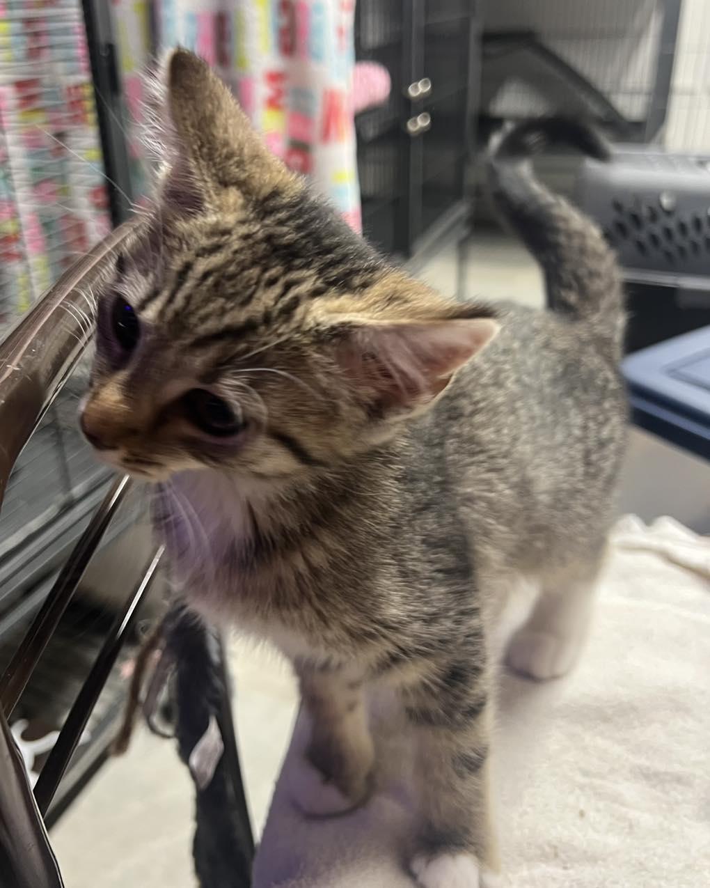 Maisey, an adopted Tabby in Richmond Dale, OH image 4/4