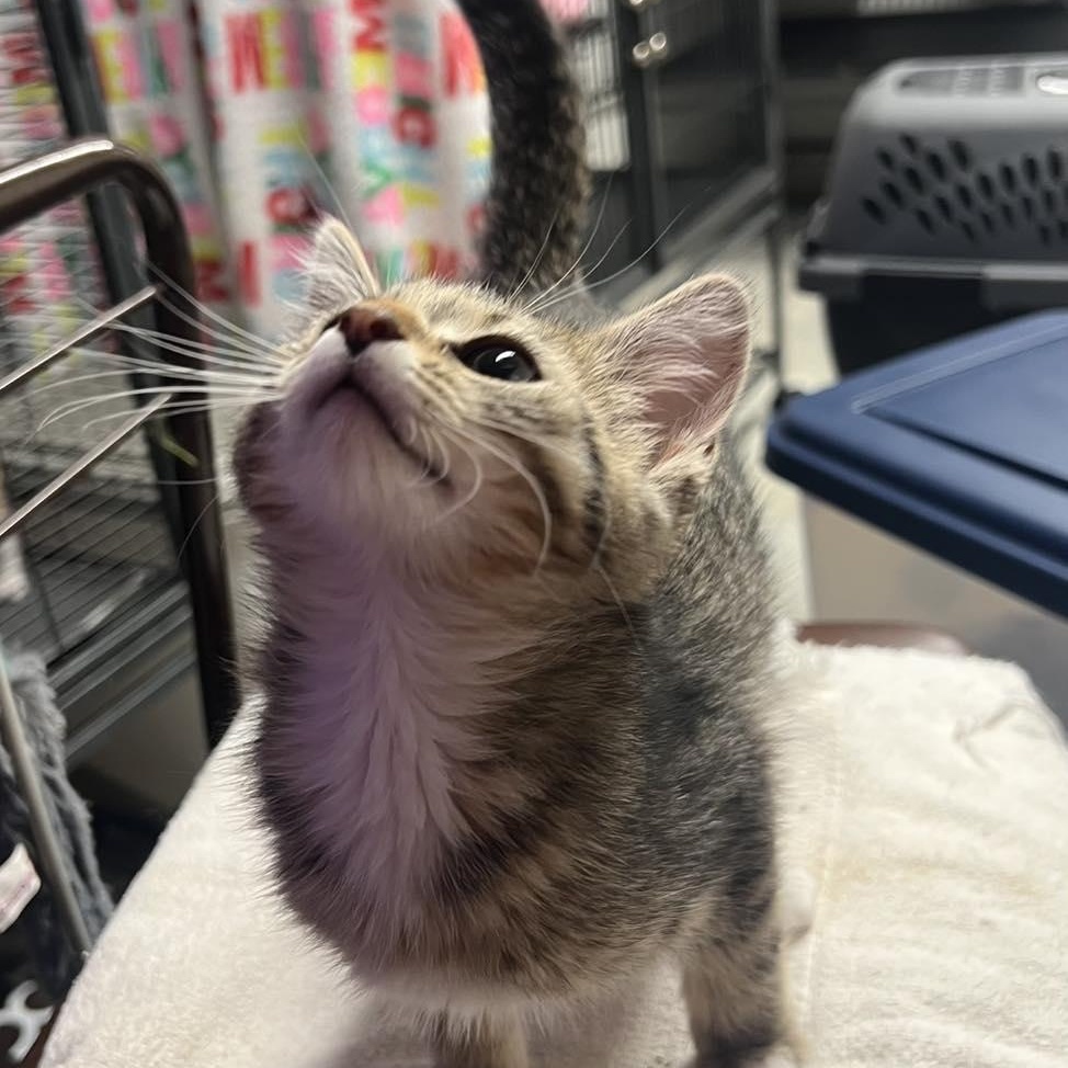 Maisey, adopted, Kitten Female Tabby.