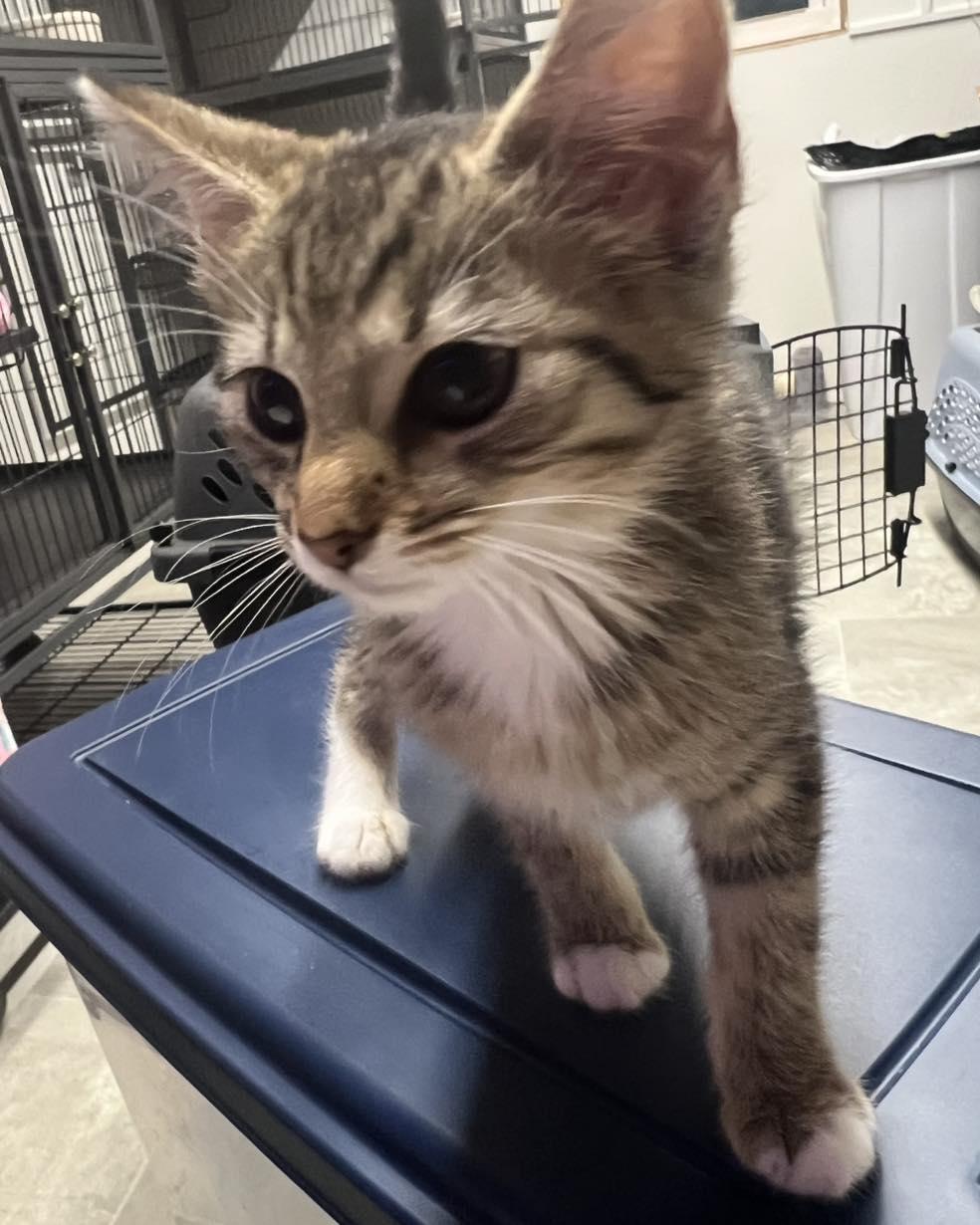 Maisey, an adopted Tabby in Richmond Dale, OH image 2/4