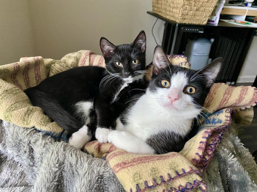 Jerry, a Adoptable Domestic Short Hair in Saint Augustine, FL image 1/6