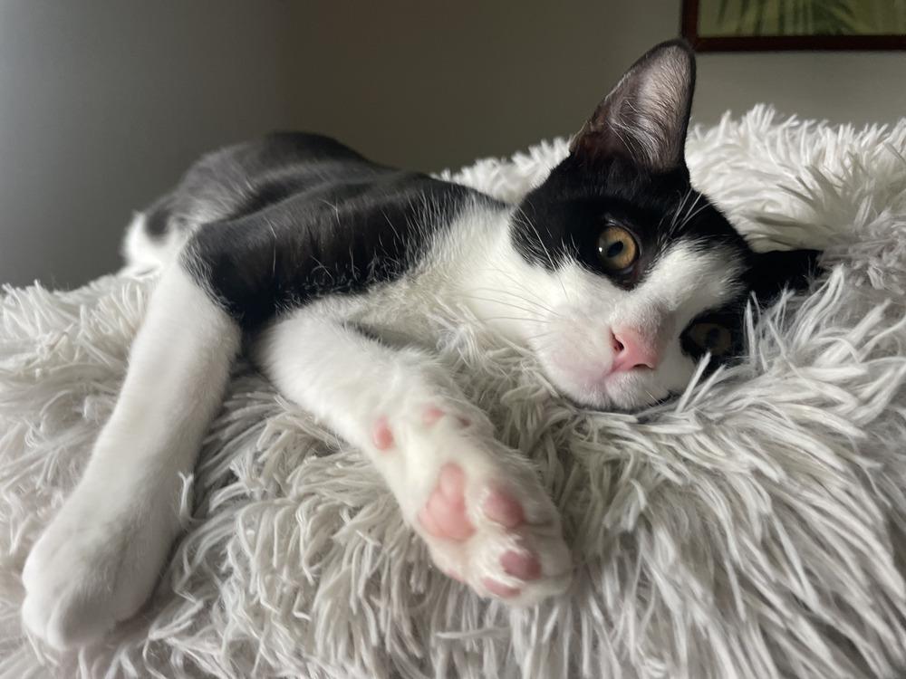 Jerry, a Adoptable Domestic Short Hair in Saint Augustine, FL image 3/6