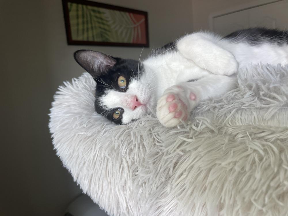 Jerry, a Adoptable Domestic Short Hair in Saint Augustine, FL image 5/6