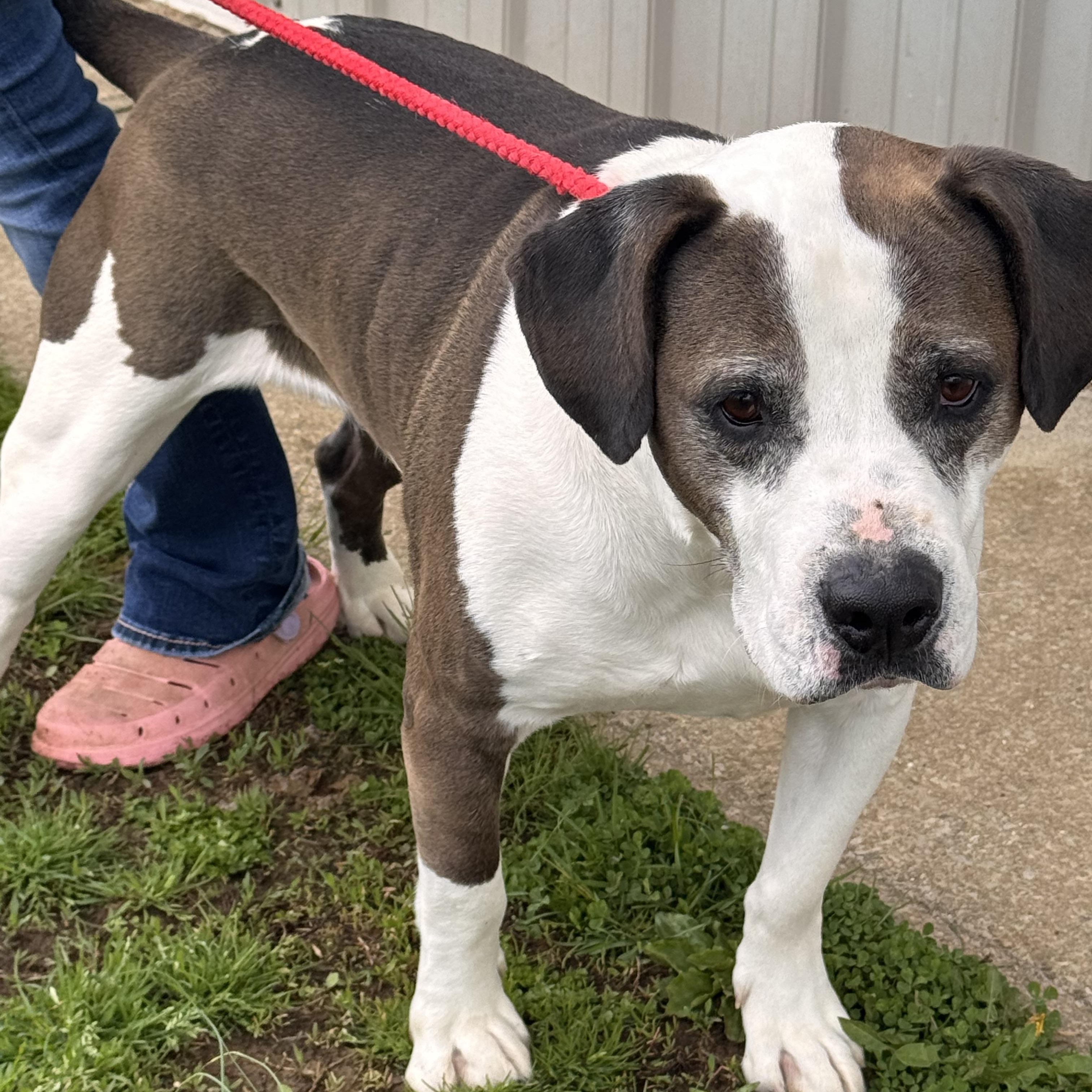 Ralph , Adoptable, Adult Male Mixed Breed.