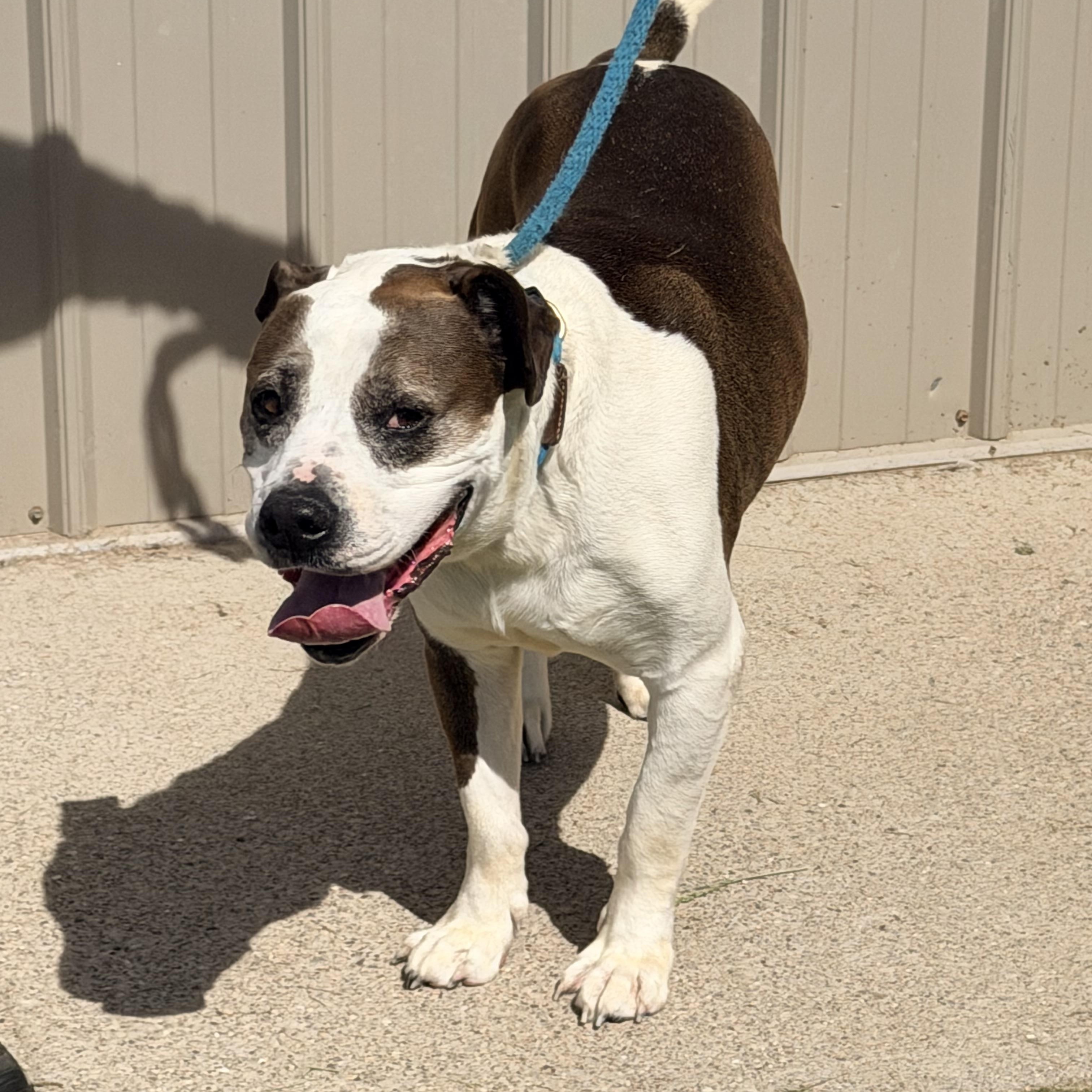 Ralph , Adoptable, Adult Male Mixed Breed.