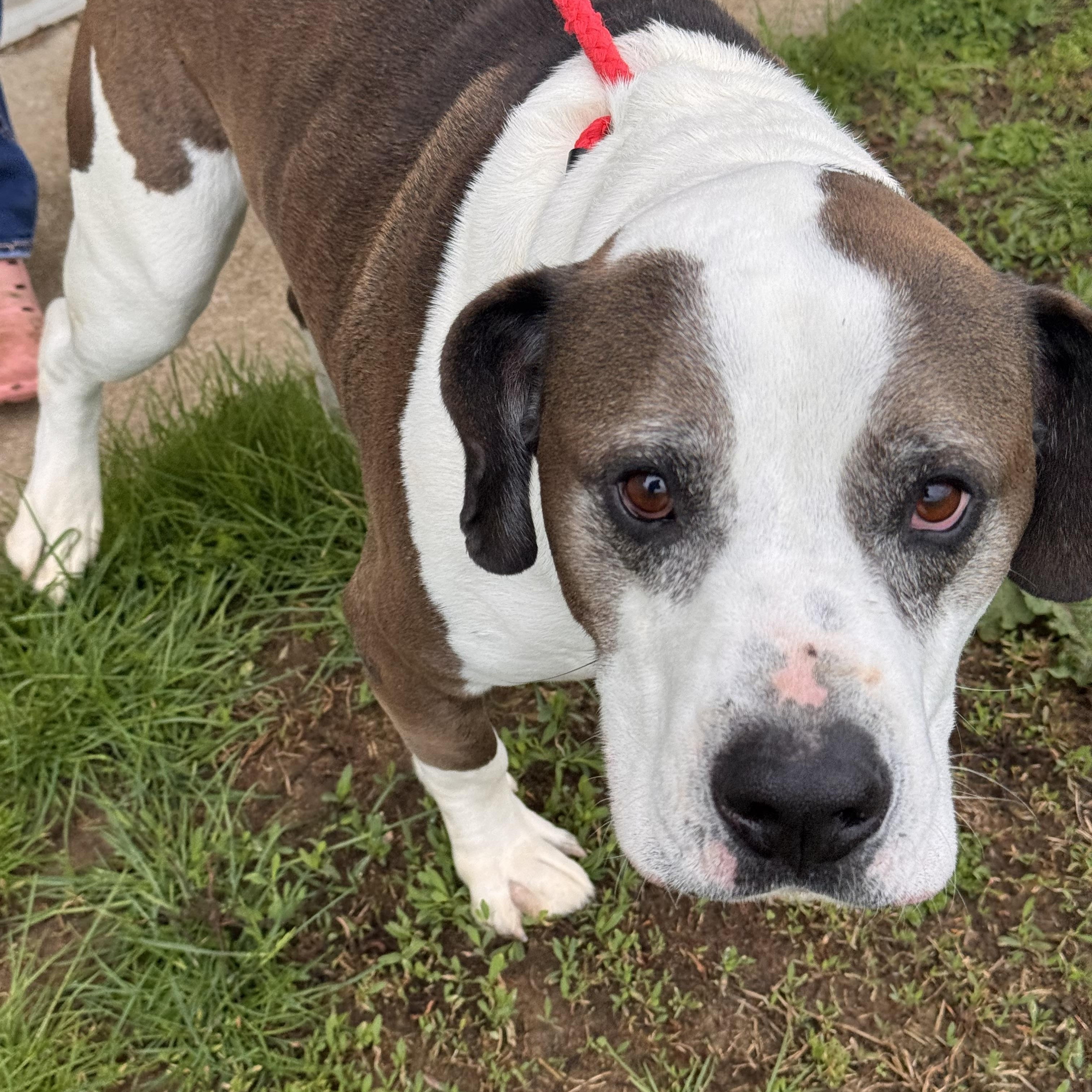 Enlarge Ralph , a Adoptable Mixed Breed in Logan, OH image 2/2