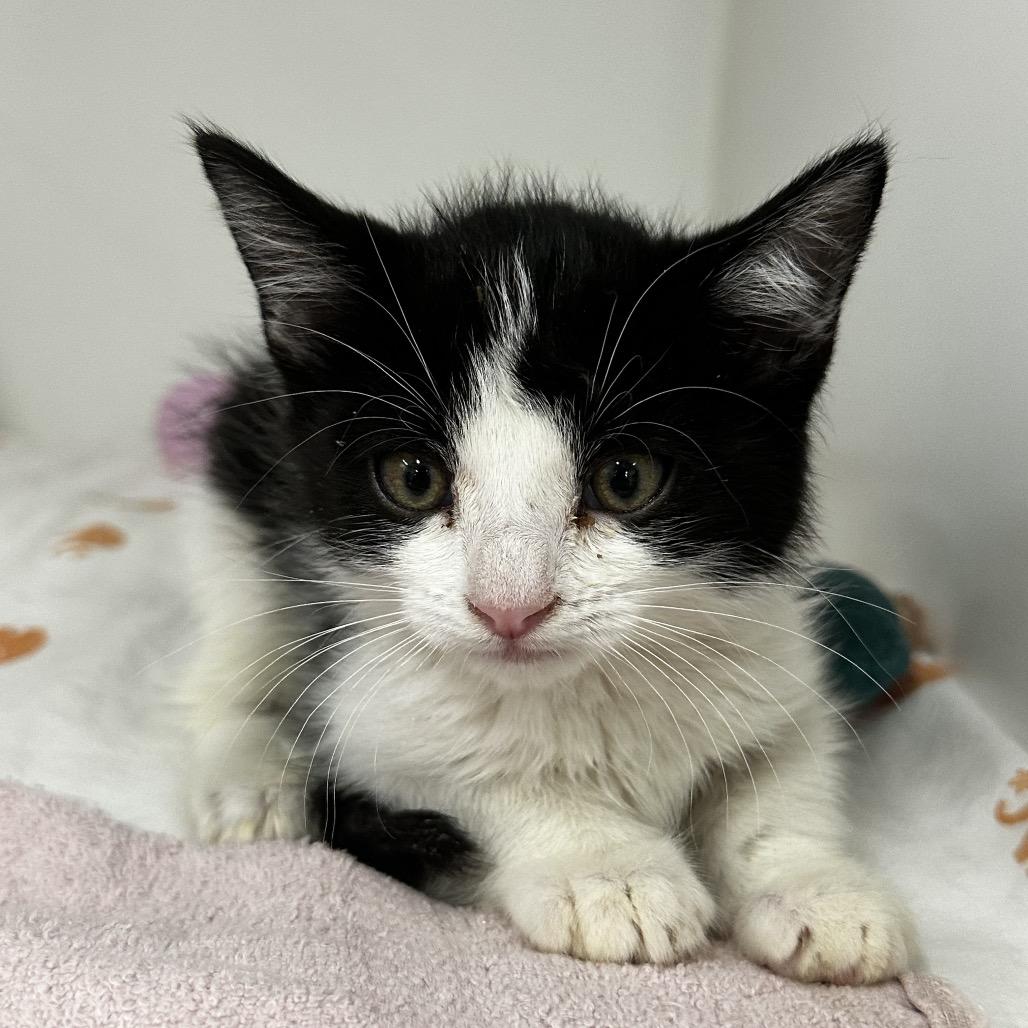 Enlarge Avalon, a Adoptable Domestic Medium Hair in Phoenix, AZ image 1/1